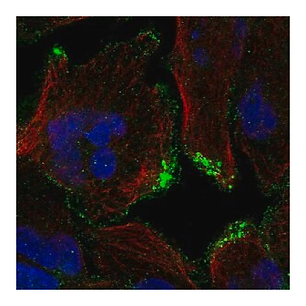 Merck Anti-CASKIN2 antibody produced in rabbit