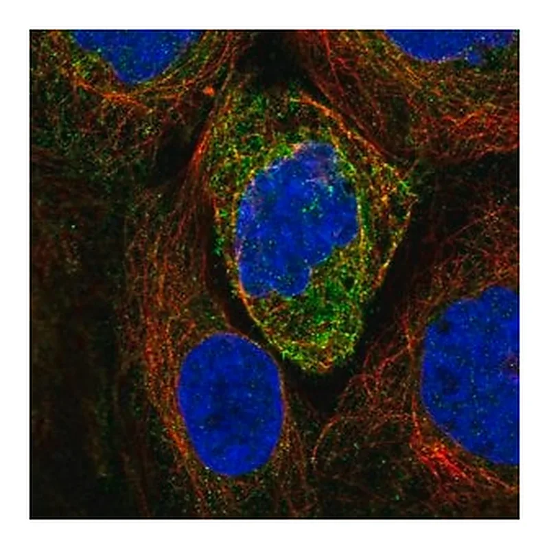 Merck Anti-ATL2 antibody produced in rabbit