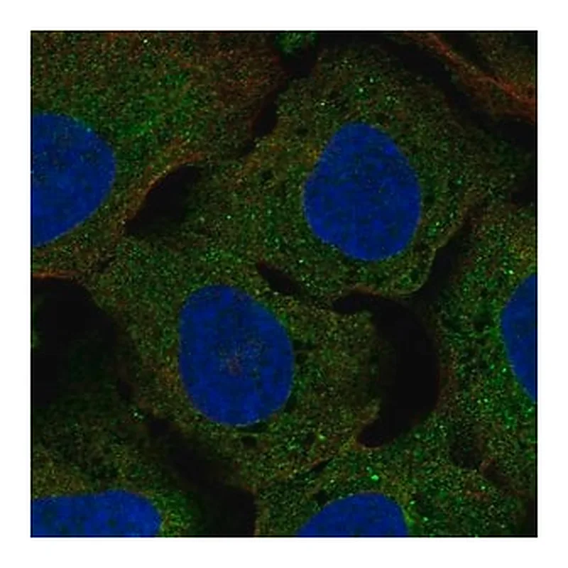 Merck Anti-CLUL1 antibody produced in rabbit
