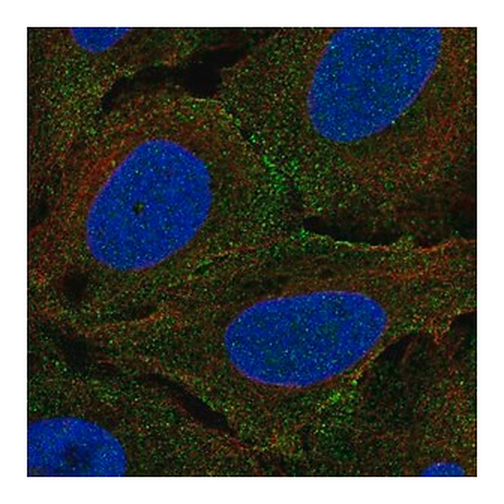 Merck Anti-PLXNA4 antibody produced in rabbit
