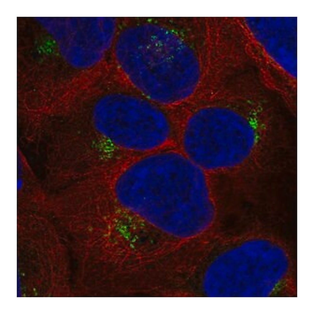 Merck Anti-RYK antibody produced in rabbit