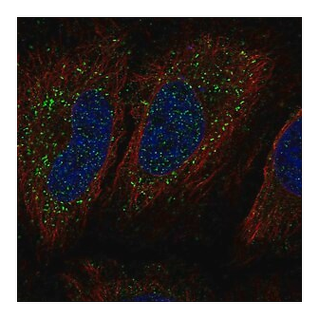 Merck Anti-KIAA0319 antibody produced in rabbit