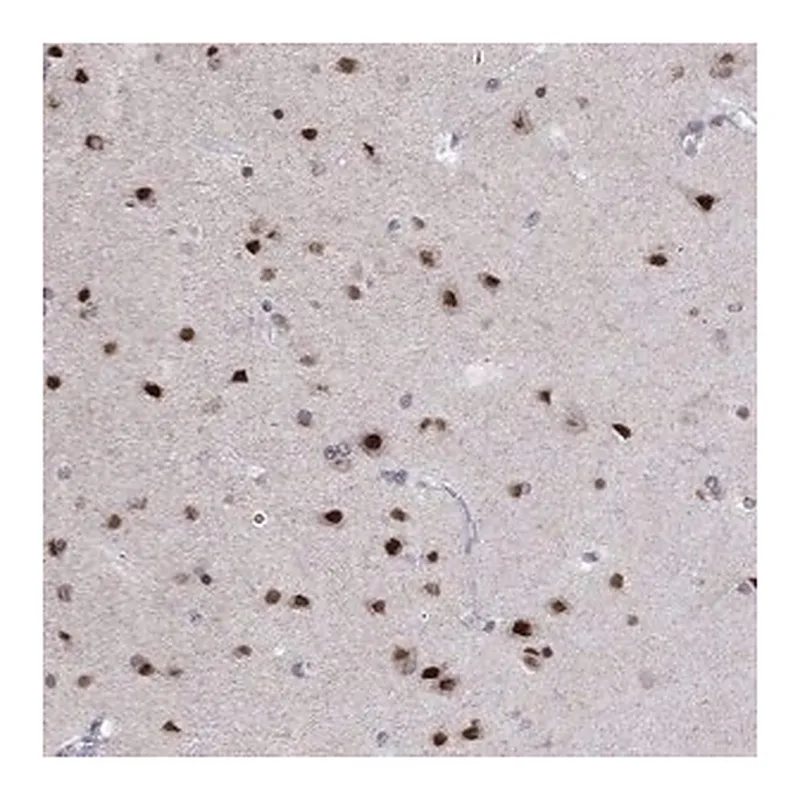 Merck Anti-HES5 antibody produced in rabbit