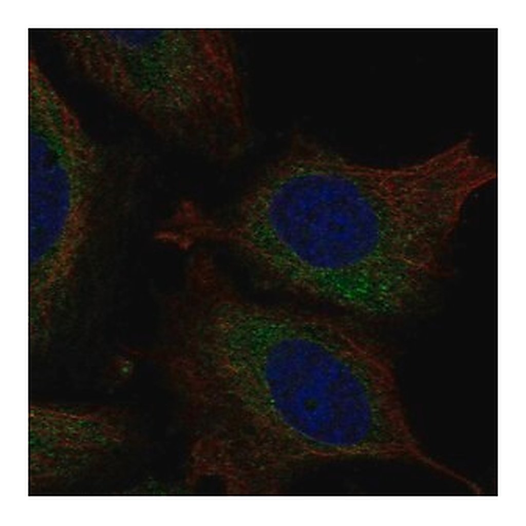 Merck Anti-ATL3 antibody produced in rabbit