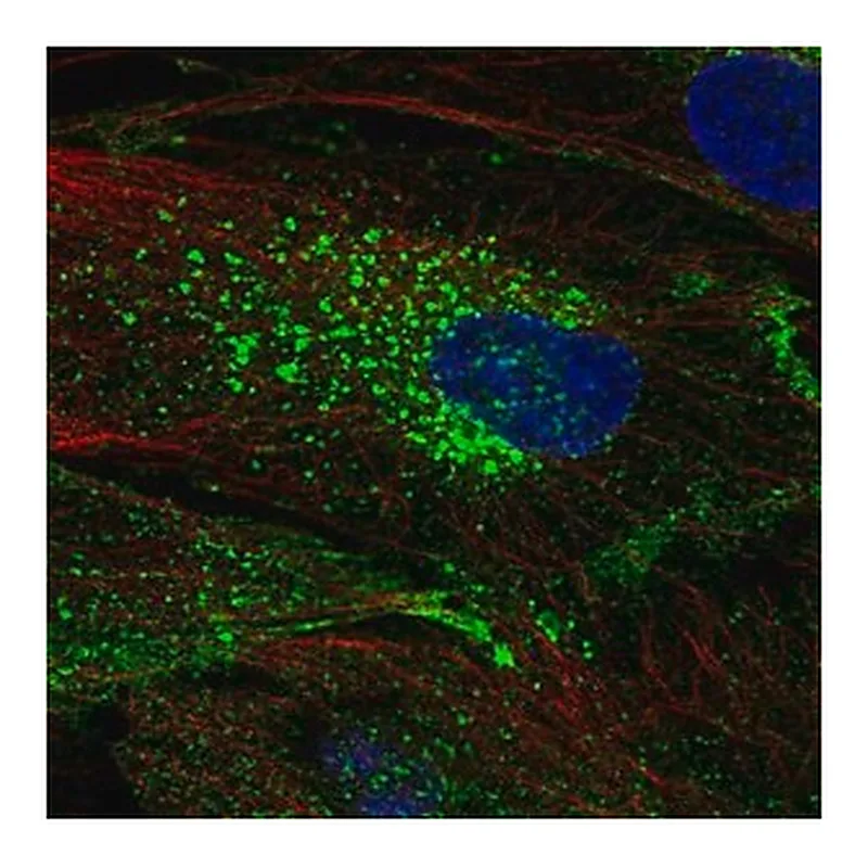 Merck Anti-CHIC2 antibody produced in rabbit
