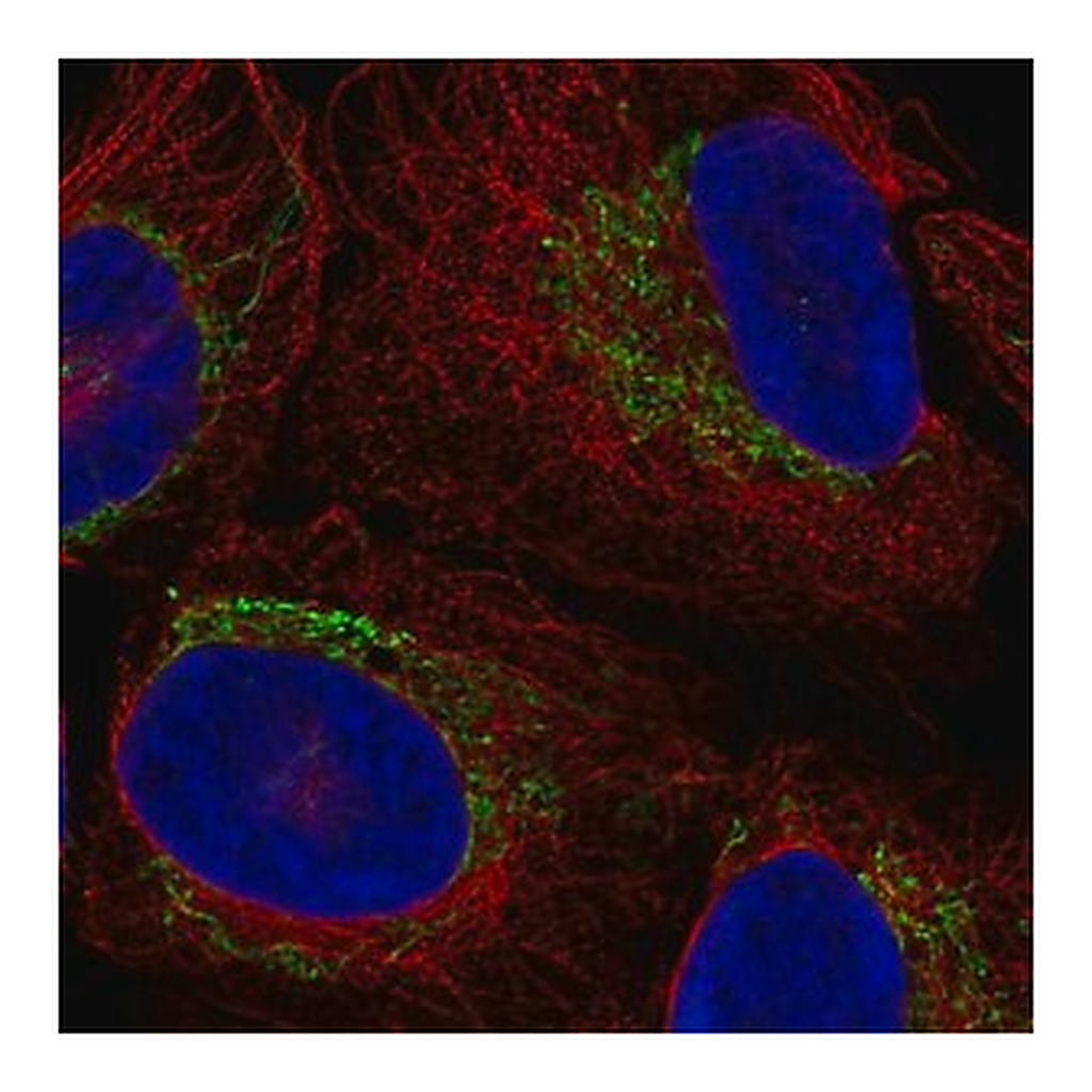 Merck Anti-LANCL3 antibody produced in rabbit