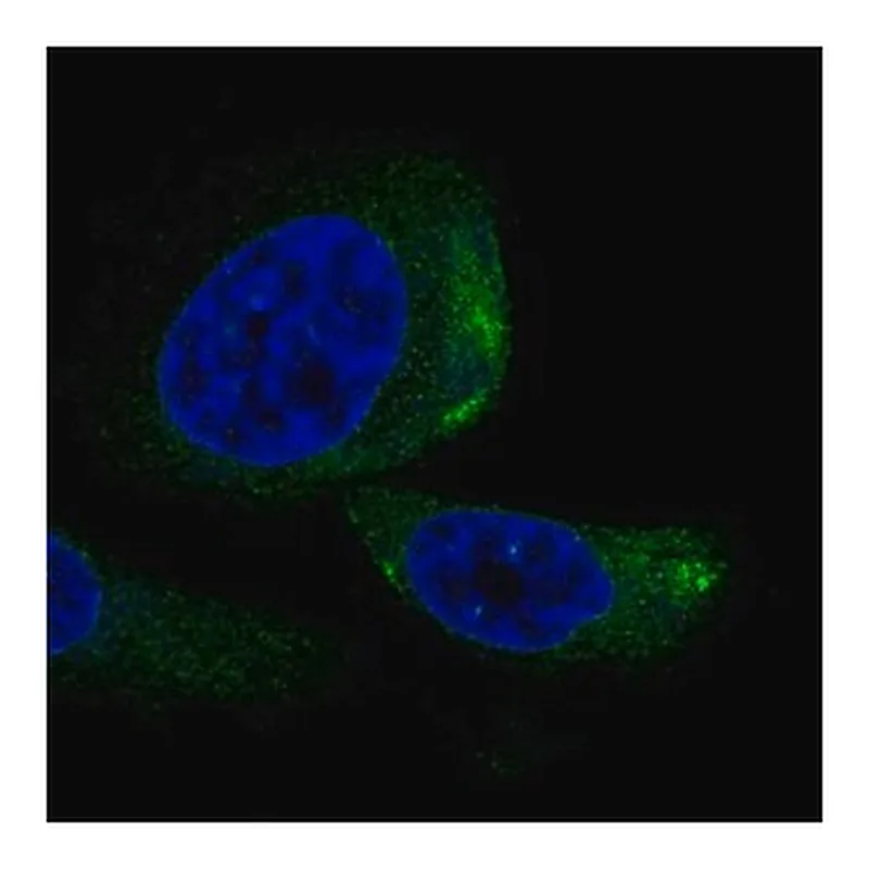 Merck Anti-TRIQK antibody produced in rabbit