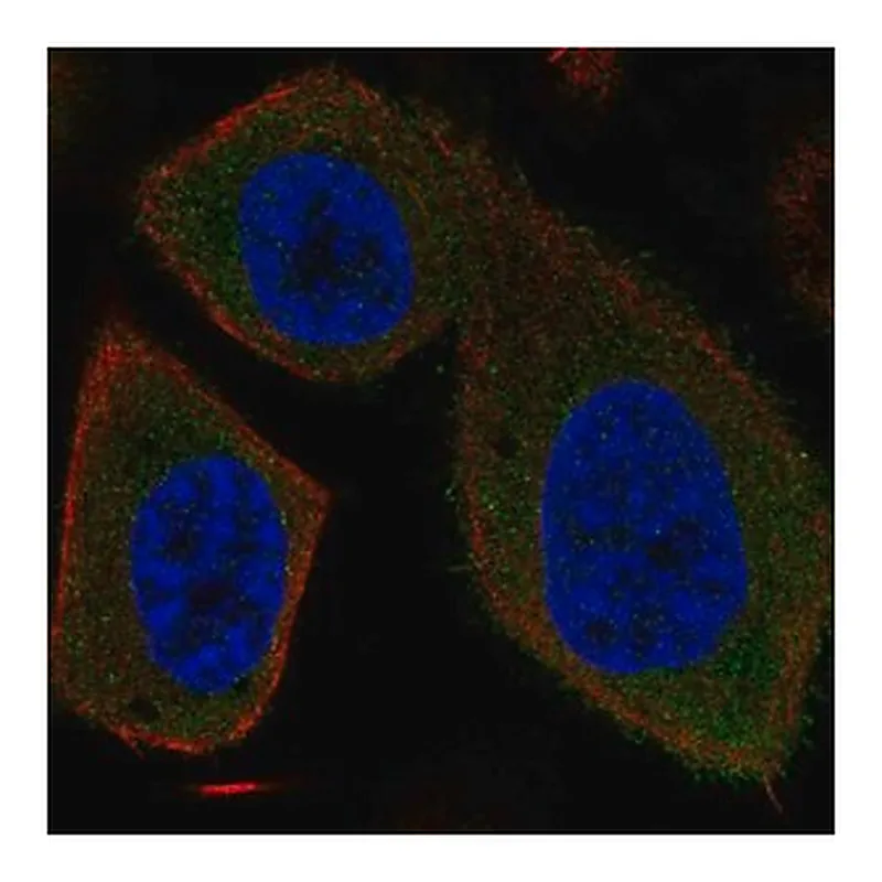 Merck Anti-SYT16 antibody produced in rabbit