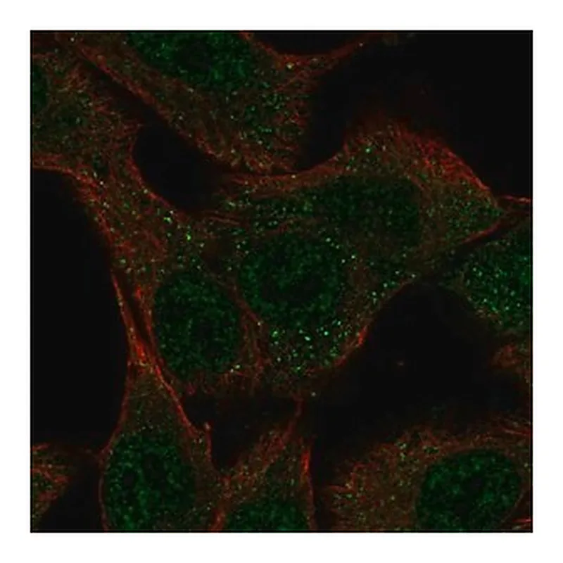 Merck Anti-SLC43A3 antibody produced in rabbit