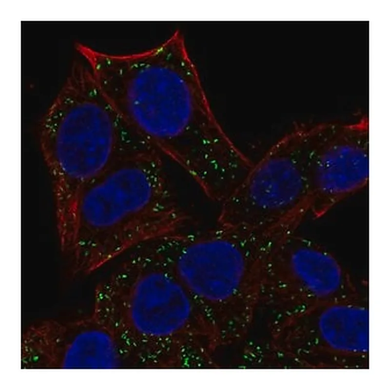 Merck Anti-ABT1 antibody produced in rabbit