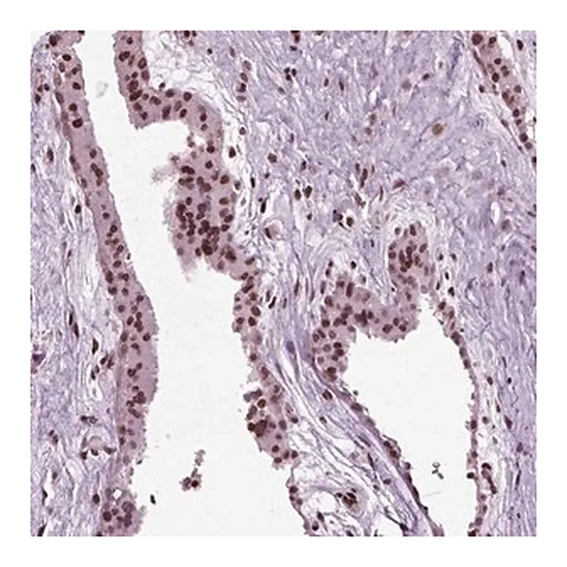 Merck Anti-HEYL antibody produced in rabbit