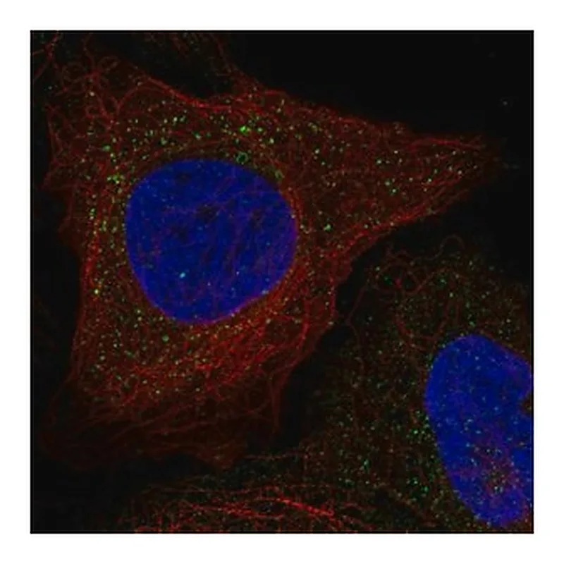 Merck Anti-WBSCR28 antibody produced in rabbit