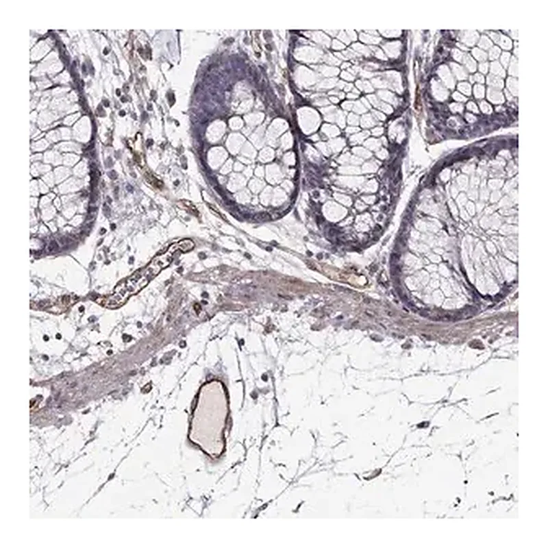Merck Anti-RASIP1 antibody produced in rabbit