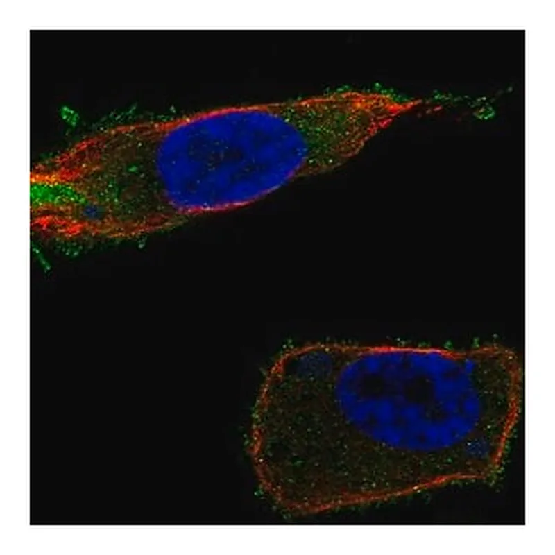 Merck Anti-SLC27A1 antibody produced in rabbit