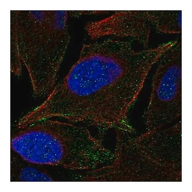 Merck Anti-JAM2 antibody produced in rabbit