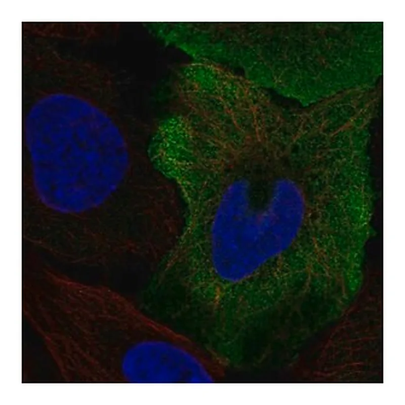Merck Anti-SMPX antibody produced in rabbit