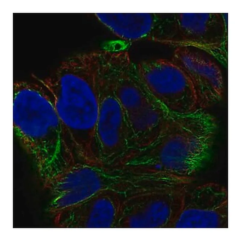 Merck Anti-SESTD1 antibody produced in rabbit