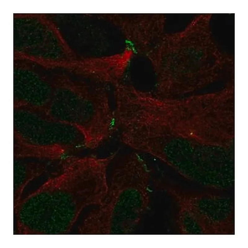 Merck Anti-ZNF536 antibody produced in rabbit