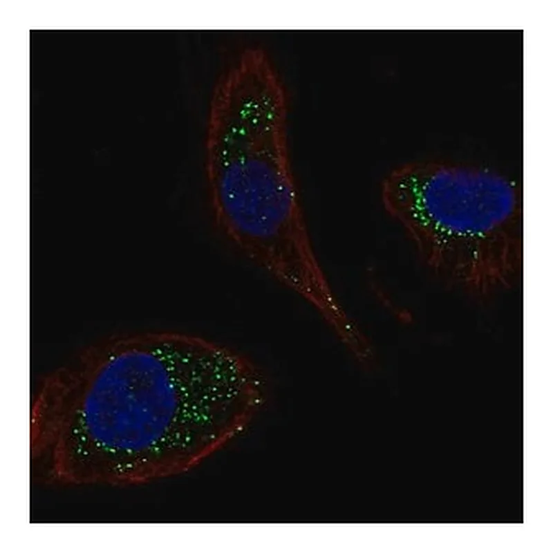 Merck Anti-DNAJC5B antibody produced in rabbit