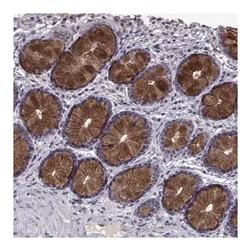 Merck Anti-CCL28 antibody produced in rabbit