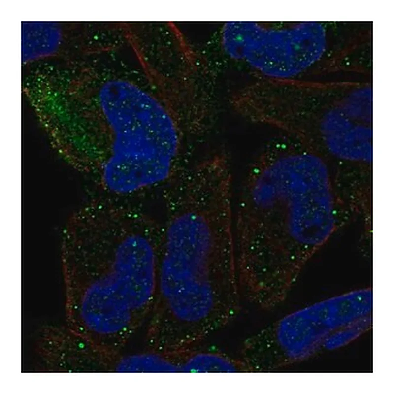 Merck Anti-PCDHGB2 antibody produced in rabbit