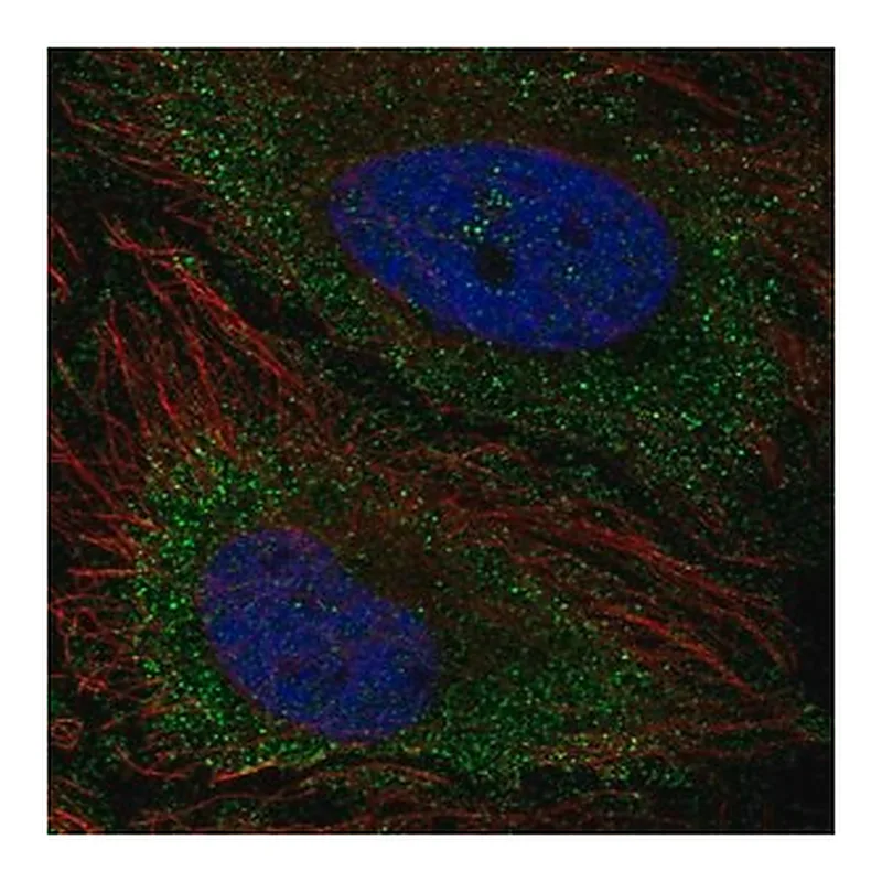 Merck Anti-TNFAIP8L3 antibody produced in rabbit