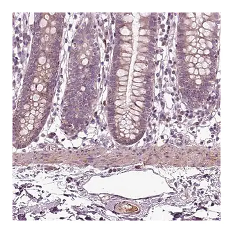 Merck Anti-SPON1 antibody produced in rabbit