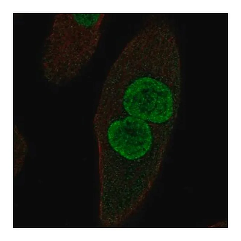 Merck Anti-ZPLD1 antibody produced in rabbit