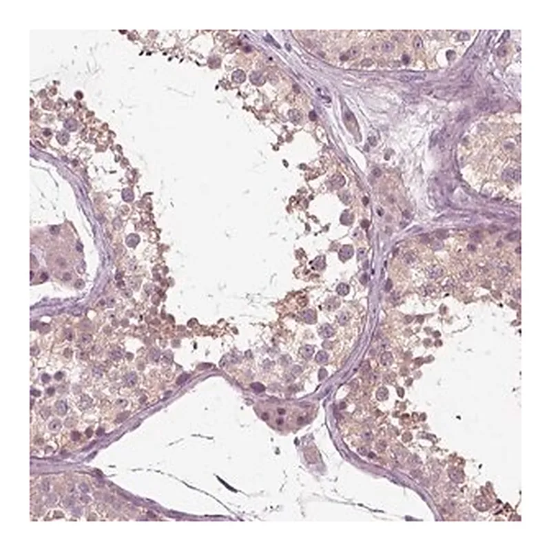 Merck Anti-RND2 antibody produced in rabbit