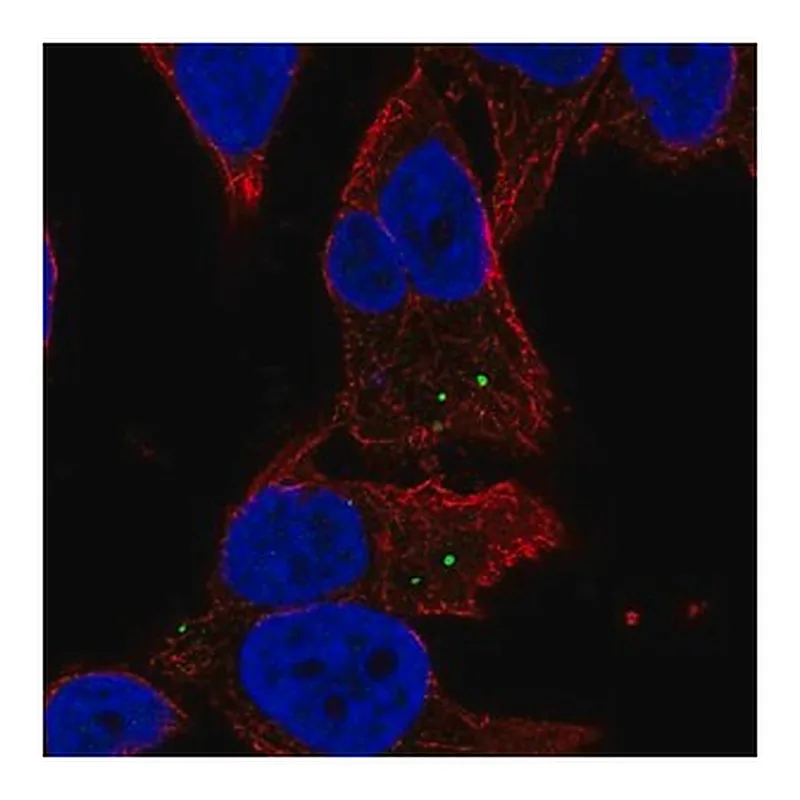 Merck Anti-MAN2A2 antibody produced in rabbit