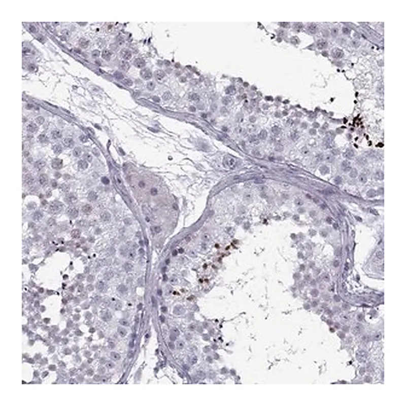 Merck Anti-DMRT3 antibody produced in rabbit