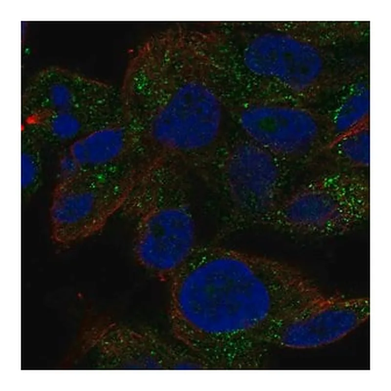 Merck Anti-TRIM51 antibody produced in rabbit