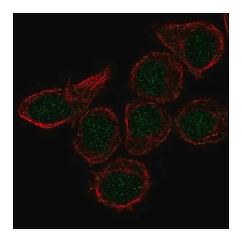 Merck Anti-CX3CR1 antibody produced in rabbit