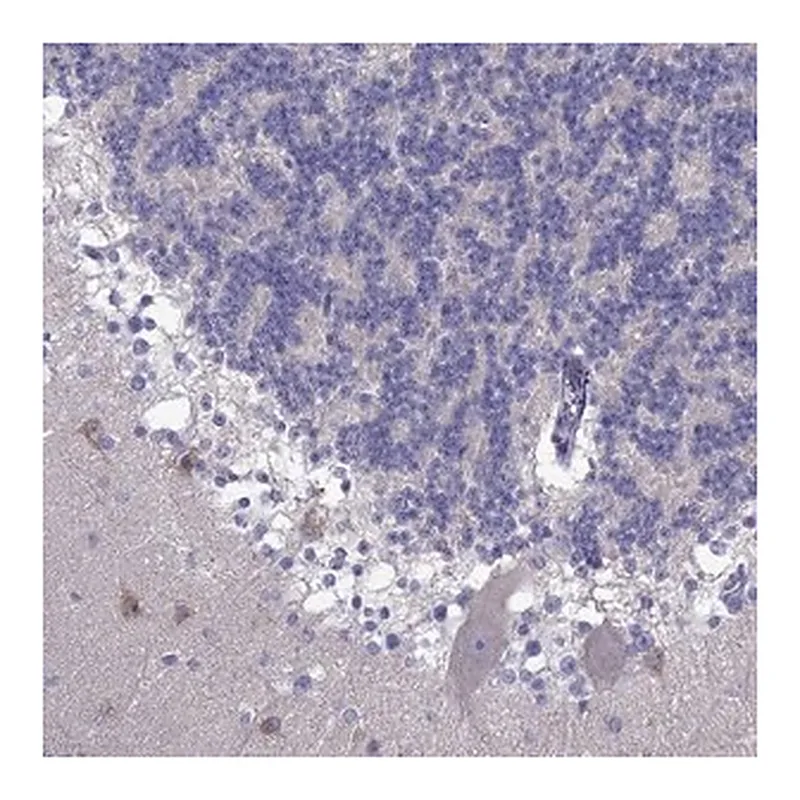 Merck Anti-PCDHA6 antibody produced in rabbit