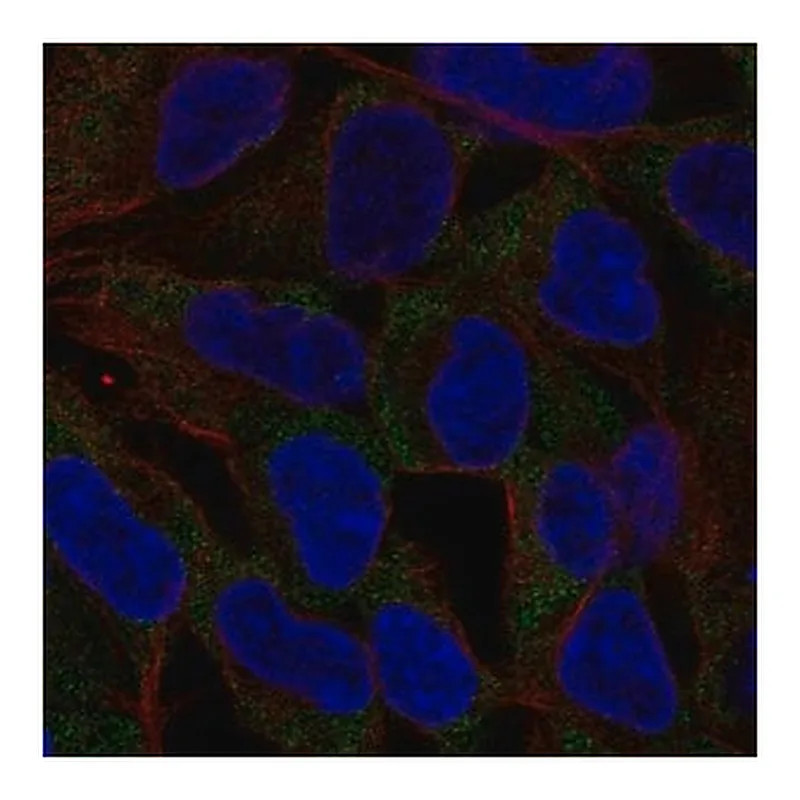 Merck Anti-NLRP11 antibody produced in rabbit