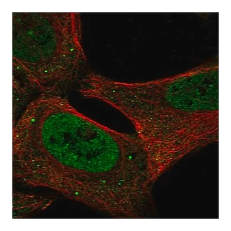 Merck Anti-USP3 antibody produced in rabbit