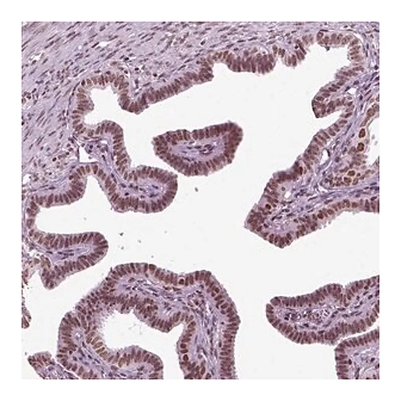 Merck Anti-ZNRD1 antibody produced in rabbit