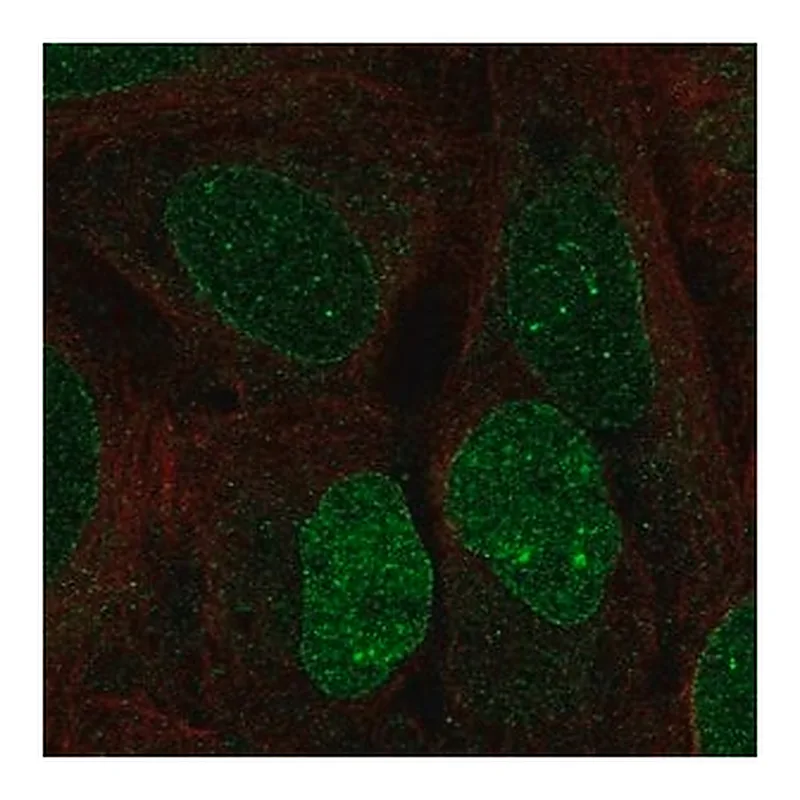 Merck Anti-HS6ST3 antibody produced in rabbit