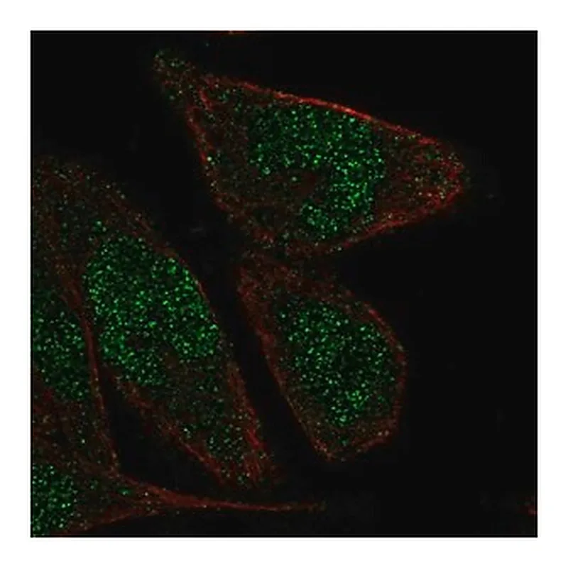 Merck Anti-ZNF610 antibody produced in rabbit