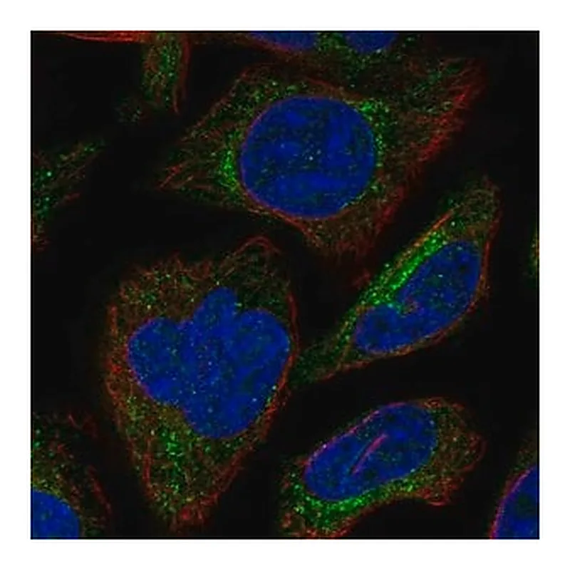 Merck Anti-SBK3 antibody produced in rabbit