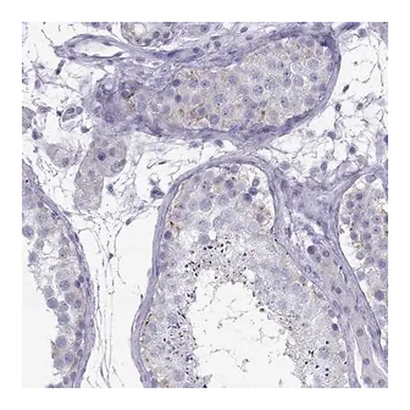 Merck Anti-MAEL antibody produced in rabbit