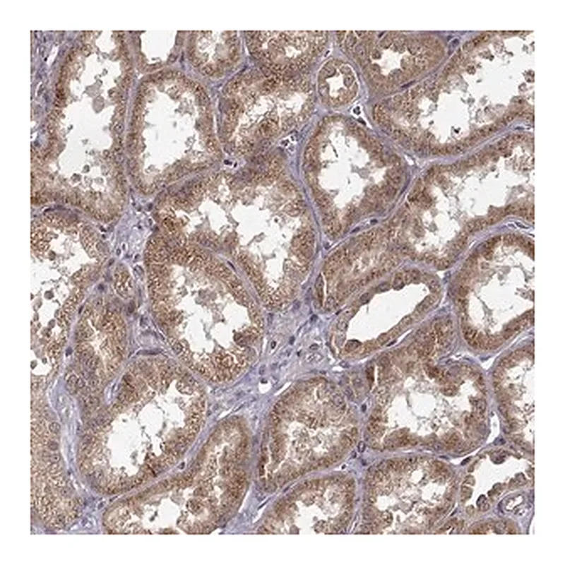Merck Anti-TRMU antibody produced in rabbit