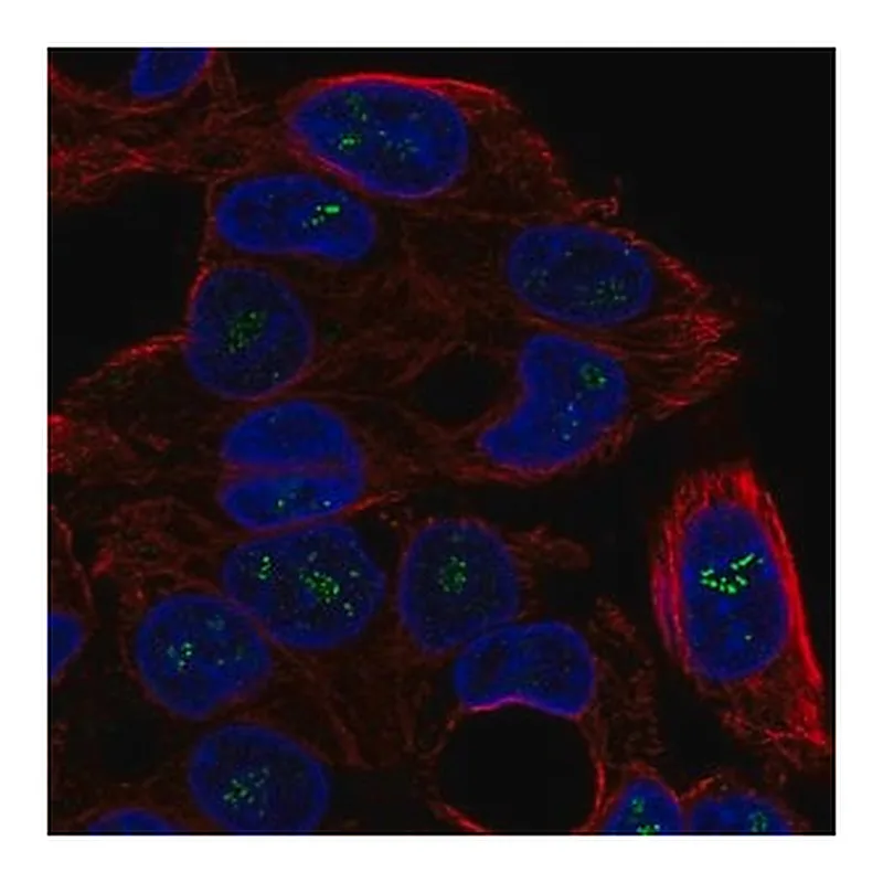 Merck Anti-ICK antibody produced in rabbit