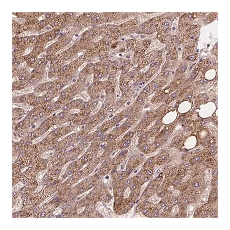 Merck Anti-CDK10 antibody produced in rabbit