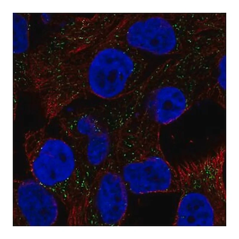 Merck Anti-CSAG1 antibody produced in rabbit