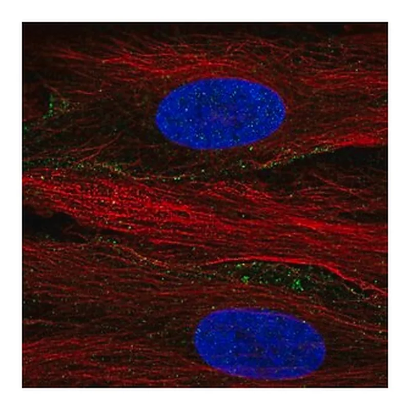 Merck Anti-SLC13A3 antibody produced in rabbit