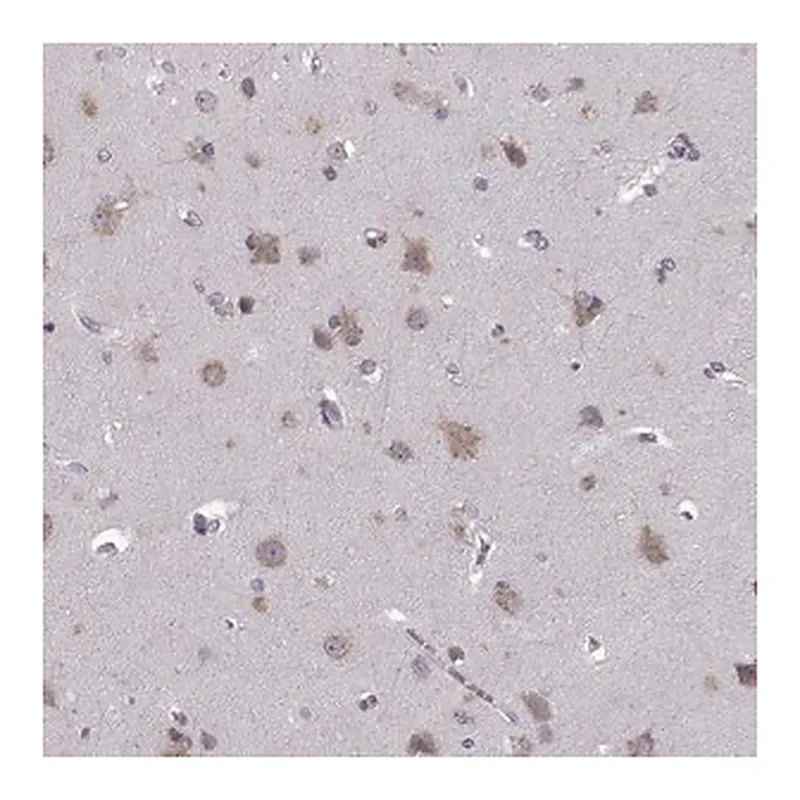 Merck Anti-FAM234B antibody produced in rabbit