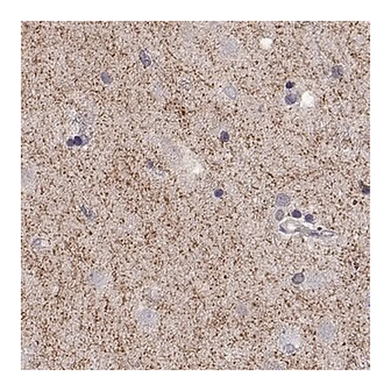 Merck Anti-SLC6A3 antibody produced in rabbit