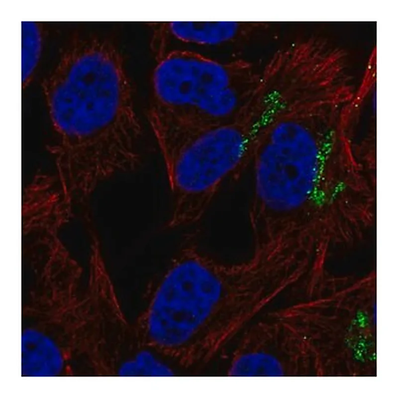 Merck Anti-GNPTAB antibody produced in rabbit