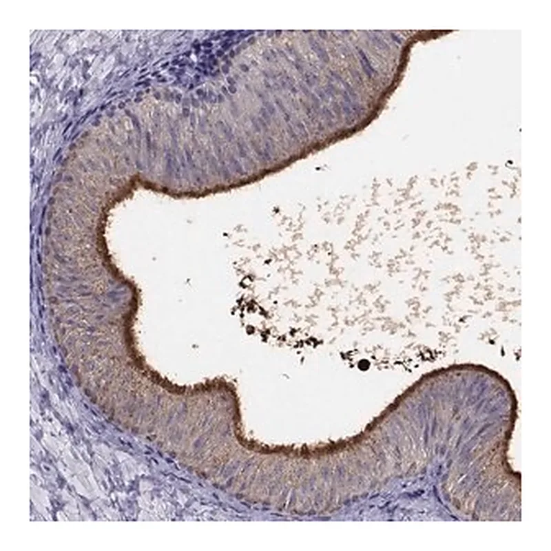 Merck Anti-DEFB129 antibody produced in rabbit